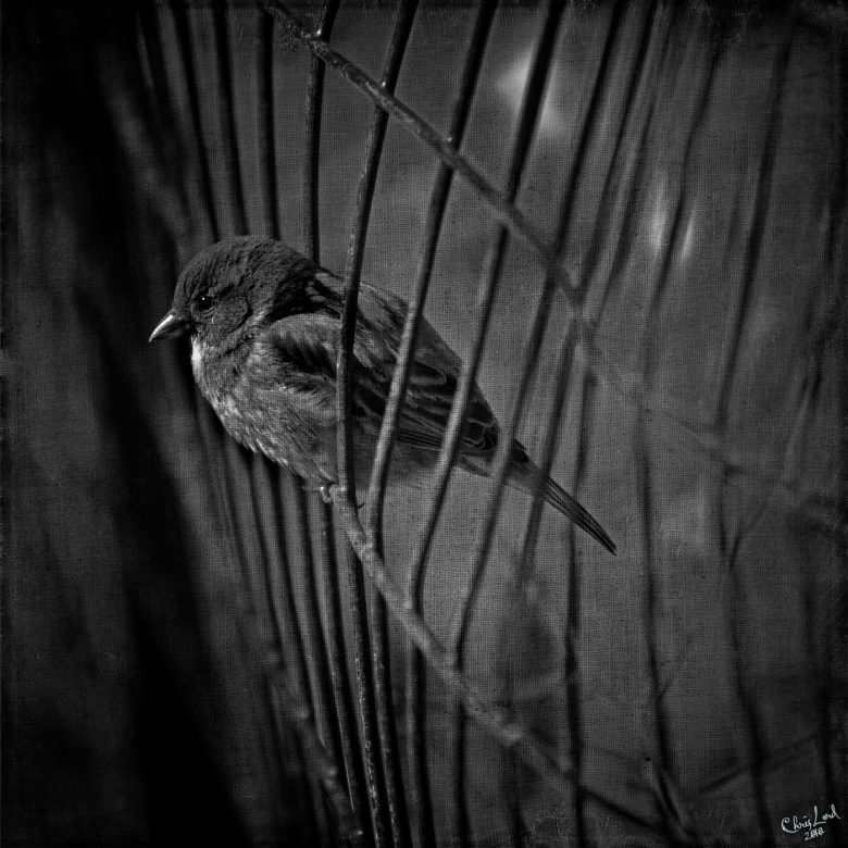 A Bird On A Wire