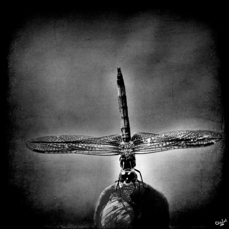 Balancing Dragonfly