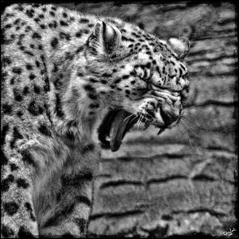 Yawning Snow Leopard