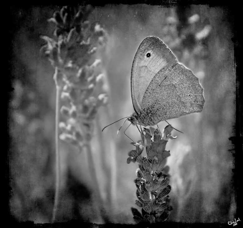 Butterfly On Lavender