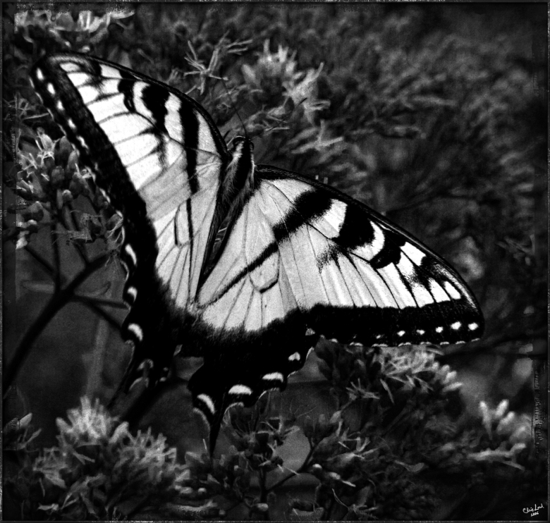 Monarch Butterfly Spread