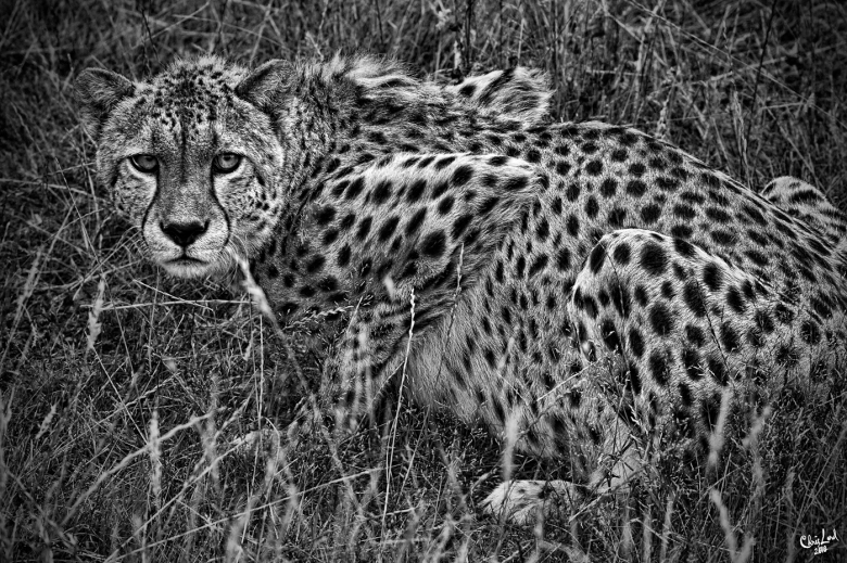 Cheetah In The Long Grass