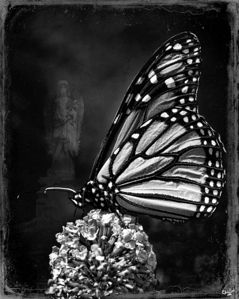 Monarch of the Cemetery