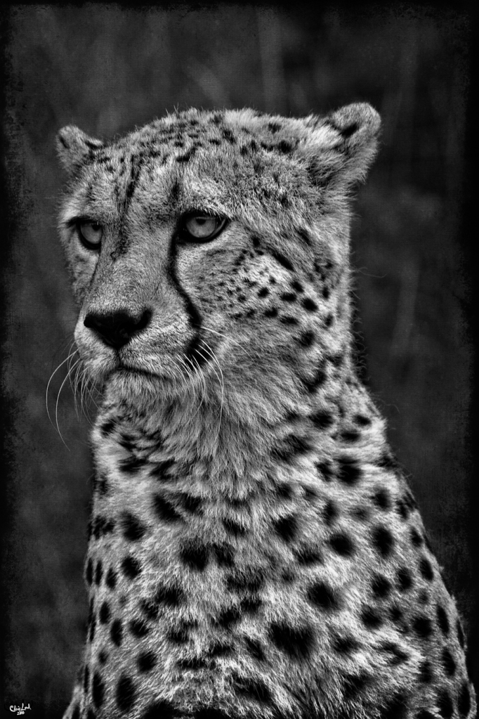 A Pensive Cheetah