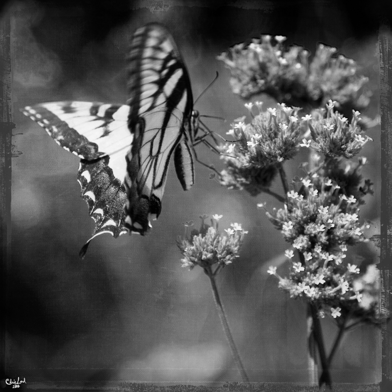 Tiger Swallowtail Floral